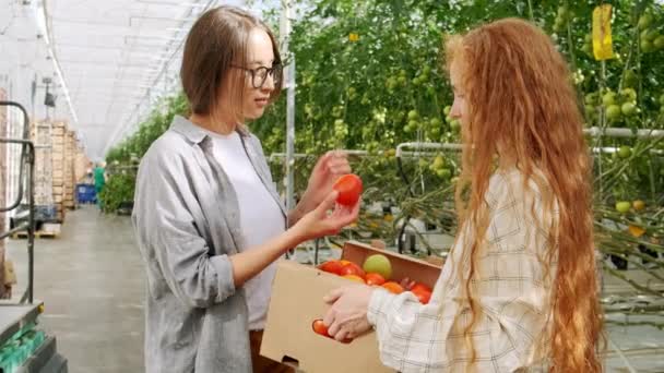 Mitarbeiter tragen Tomaten in Kiste, während sie am Gewächshaus spazieren gehen — Stockvideo