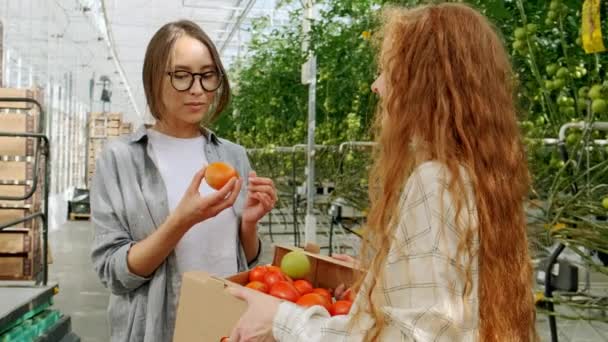 Spolupracovníci nesoucí rajčata v bedně při chůzi na skleník — Stock video