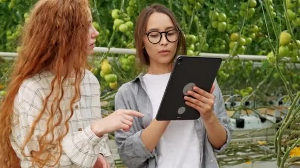 Landarbeiter überprüfen Tomatenpflanzen mit einem digitalen Tablet. schönes junges Paar in lässiger Kleidung hält eine Pflanze in der Hand. — Stockvideo