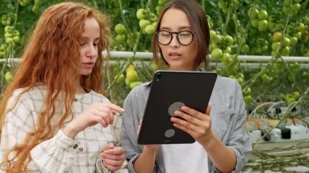 Landarbeiter überprüfen Tomatenpflanzen mit einem digitalen Tablet. schönes junges Paar in lässiger Kleidung hält eine Pflanze in der Hand. — Stockvideo