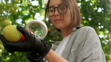 Kadın çiftçi kadın kontrol ve bahçe alanında organik domates bitkilerin kalitesini kontrol. Domates Hasat Tarım Hasat Tarım hiçbir Gdo. Çiftçi elleri sebze tutan, çiftçi pazarı