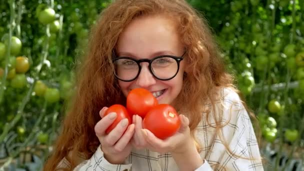 Молодая женщина в перчатках держит красные помидоры, работает в теплице . — стоковое видео
