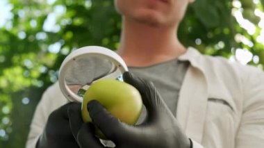 Erkek çiftçi adam kontrol ve bahçe alanında organik domates bitkilerin kalitesini kontrol. Domates Hasat Tarım Hasat Tarım hiçbir Gdo. Çiftçi elleri sebze tutan, çiftçi pazarı