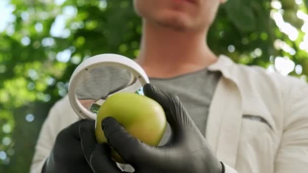 男性農家の男性は、庭の有機トマトの植物の品質をチェックし、検査します。トマト収穫農業収穫農耕のGmo。野菜を持つ農家の手、農家市場 — ストック動画