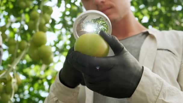 男性農家の男性は、庭の有機トマトの植物の品質をチェックし、検査します。トマト収穫農業収穫農耕のGmo。野菜を持つ農家の手、農家市場 — ストック動画