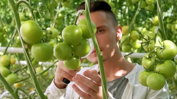 Farming and cultivations. Portrait of young farmer in tomato field, showing vegetables to the camera. Close Up of Vegetable Tomato Scientist Man Look Magnifying Glass in Greenhouse — Stock Video