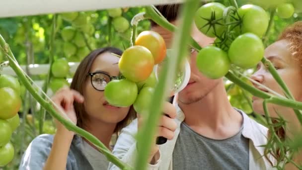 Ritratto di supervisore con appunti contro gli agricoltori in serra — Video Stock