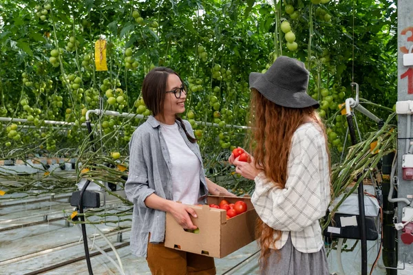 Muda tersenyum pekerja wanita pertanian bekerja, panen tomat di rumah kaca . — Stok Foto