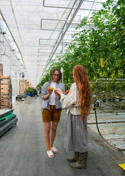 Mladé usměvavé zemědělství žena pracující, sklizeň rajčat ve skleníku. — Stock fotografie