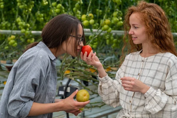 Muda tersenyum pekerja wanita pertanian bekerja, panen tomat di rumah kaca . — Stok Foto