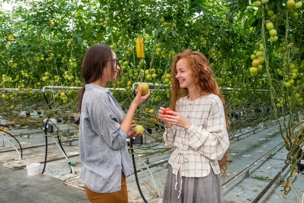 Junge lächelnde Landarbeiterin bei der Tomatenernte im Gewächshaus. — Stockfoto