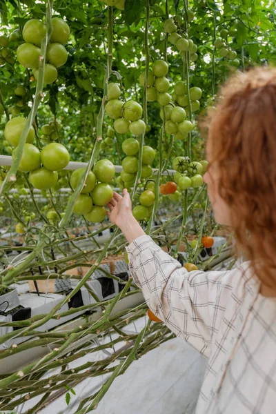 Ilmuwan memeriksa tanaman. Wanita agronomis di rumah kaca. Potret Seorang Wanita Muda Bekerja di Garden Center. Ilmuwan wanita — Stok Foto
