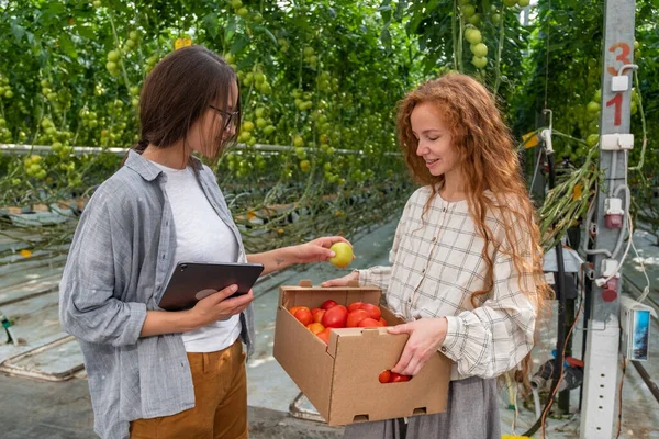 Fiatal mosolygós mezőgazdasági dolgozó nő dolgozik, betakarítás paradicsom üvegházban. — Stock Fotó