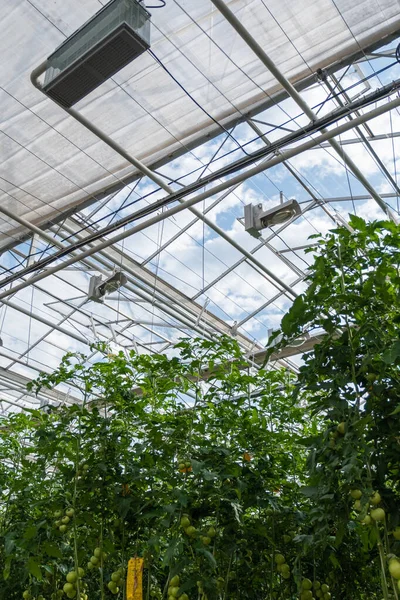 Tomaten reifen in einem Gewächshaus voller Sonnenlicht — Stockfoto
