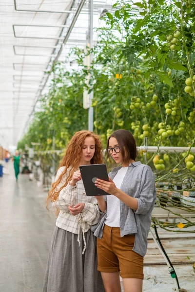 Paar von Arbeitern, die mit digitalen Tablets arbeiten und den Anbau von Pflanzen im Gewächshaus der Pflanzenproduktion überwachen — Stockfoto