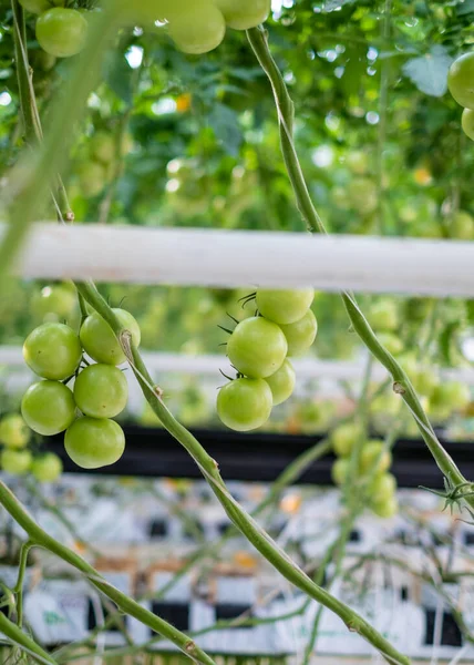Pomodori che maturano in una serra piena di luce solare — Foto Stock