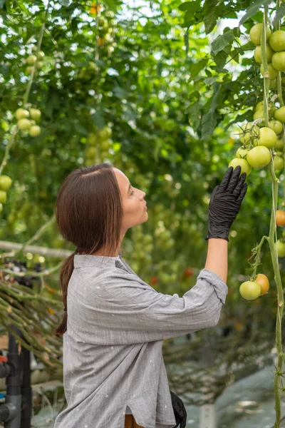 一个年轻女子的画像，她提着一篮子新鲜摘下的西红柿，在一个小农场的温室里收割 — 图库照片