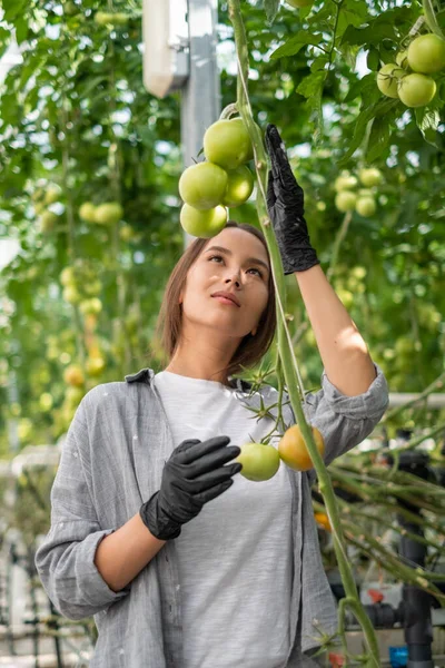 一个年轻女子的画像，她提着一篮子新鲜摘下的西红柿，在一个小农场的温室里收割 — 图库照片