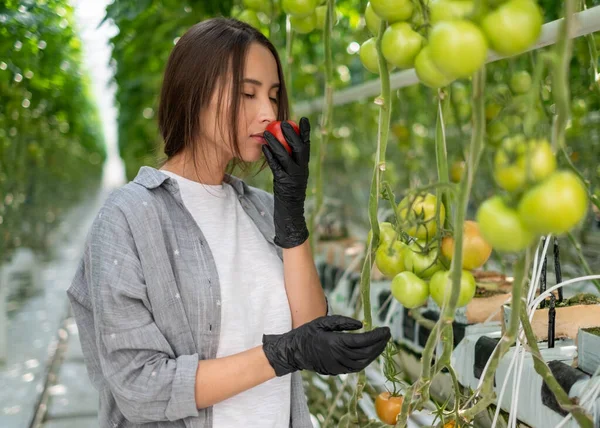Porträt einer jungen Frau mit einem Korb voll frisch gepflückter Tomaten bei der Ernte im Gewächshaus eines kleinen landwirtschaftlichen Betriebs — Stockfoto