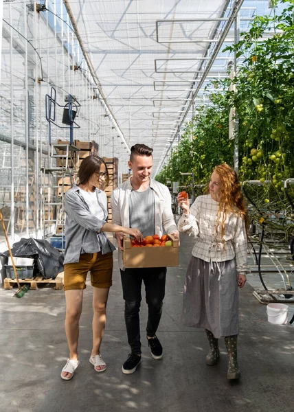 Junge erwachsene Gartenarbeiterin nutzt digitales Tablet im Gewächshaus und arbeitet mit Tomaten zusammen — Stockfoto