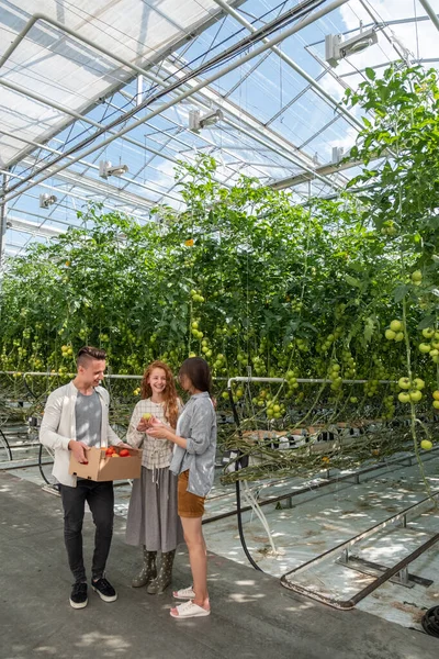 Fiatal felnőtt kertészeti dolgozó, aki digitális tabletet használ az üvegházban, együtt dolgozik a paradicsommal — Stock Fotó