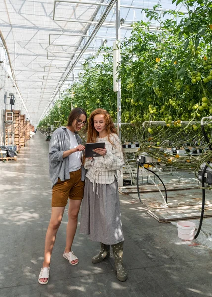 Paar von Arbeitern, die mit digitalen Tablets arbeiten und den Anbau von Pflanzen im Gewächshaus der Pflanzenproduktion überwachen — Stockfoto