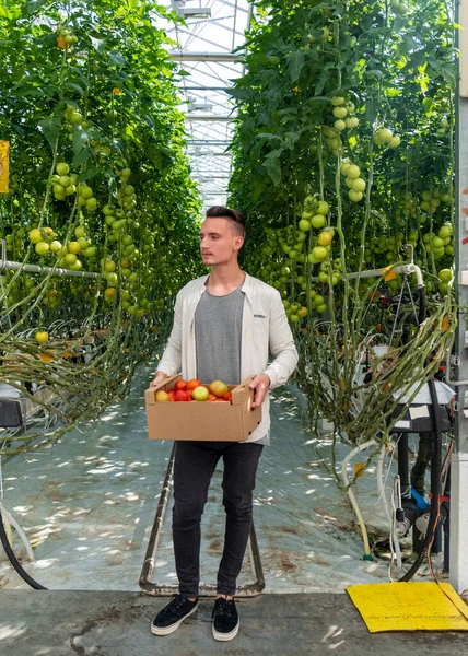 Muž držící schránku a zkoumající sklizeň rajčat ve skleníku — Stock fotografie