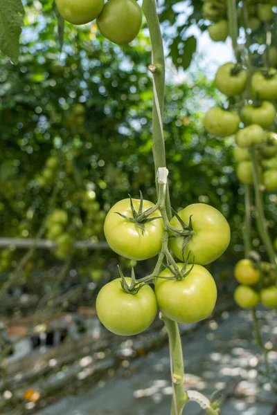 Tomaten reifen in einem Gewächshaus voller Sonnenlicht — Stockfoto