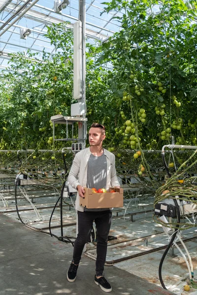 Hombre sosteniendo portapapeles y examinando la cosecha de tomates en invernadero . — Foto de Stock