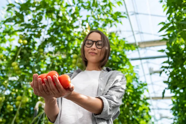 Porträt einer jungen Frau mit einem Korb voll frisch gepflückter Tomaten bei der Ernte im Gewächshaus eines kleinen landwirtschaftlichen Betriebs — Stockfoto