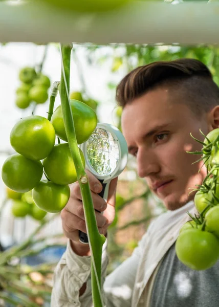 Obrázek mladého botanika s lupou ve skleníku v letní den — Stock fotografie