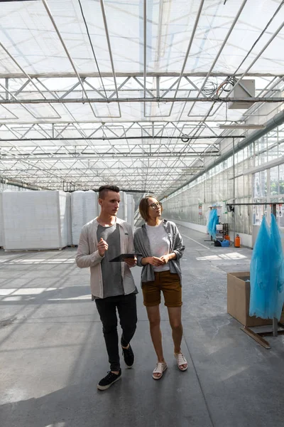 Junge erwachsene Gartenarbeiterin nutzt digitales Tablet im Gewächshaus und arbeitet mit Tomaten zusammen — Stockfoto