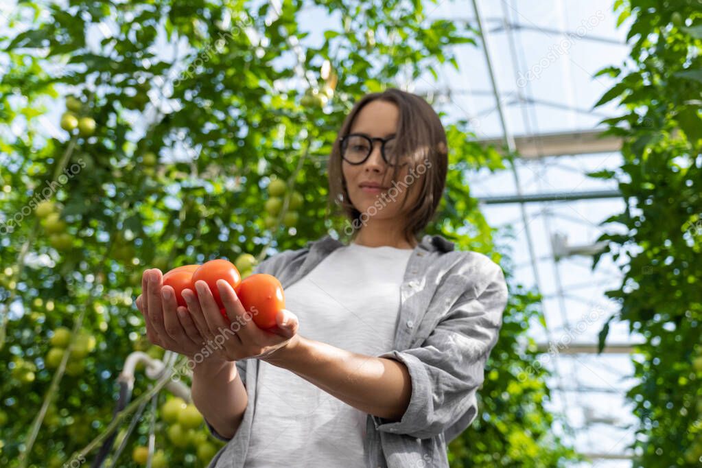 Portrait of a young woman with a basket full of freshly plucked tomatoes, harvesting in the greenhouse of a small agricultural farm