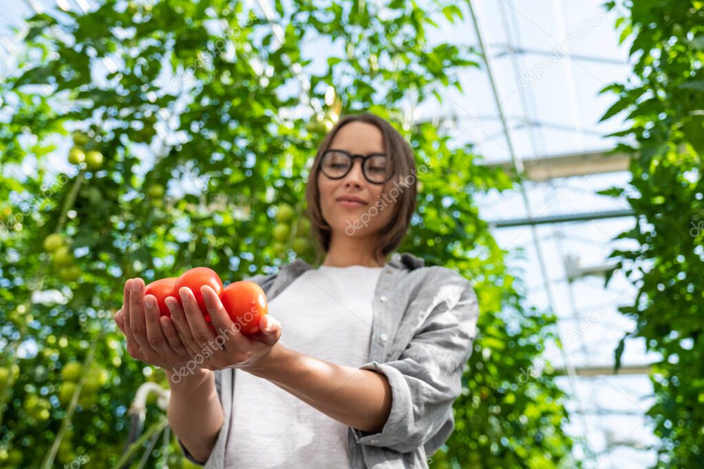 Portrait of a young woman with a basket full of freshly plucked tomatoes, harvesting in the greenhouse of a small agricultural farm