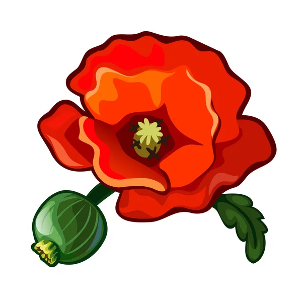 Makový květ. Krásná červená rostlina, tráva, volně žijící zvířata. Obrázek v karikatuře stylu. Vektorové ilustrace izolované na bílém pozadí — Stockový vektor