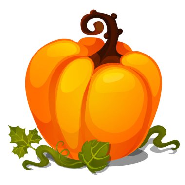 Olgun balkabağı beyaz arka plan üzerinde izole. Poster veya kart için tüm kötü ruhları Halloween veya Şükran günü tatil için kroki. Vejetaryen diyet ve sağlıklı fitness menü. Vektör karikatür yakın çekim.