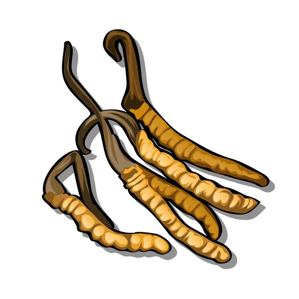Des gousses brunes isolées sur fond blanc. Illustration vectorielle . — Image vectorielle