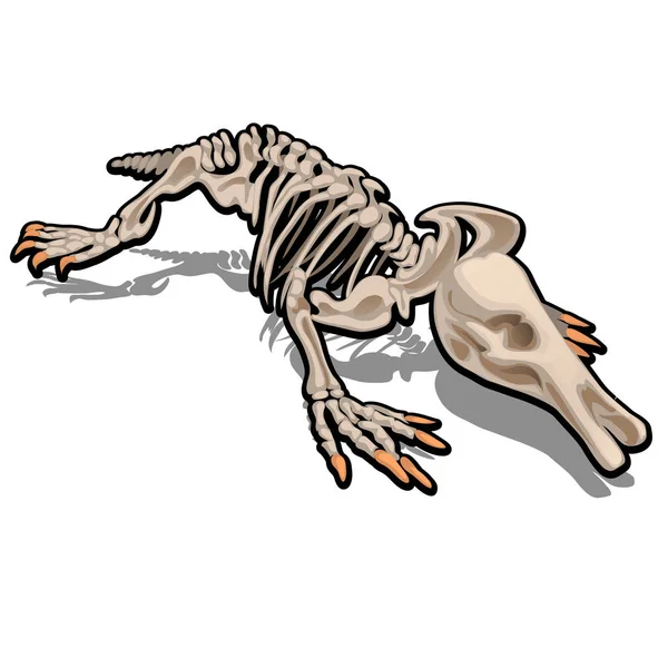 Skelet van anteater geïsoleerd op een witte achtergrond. Vectorillustratie. — Stockvector