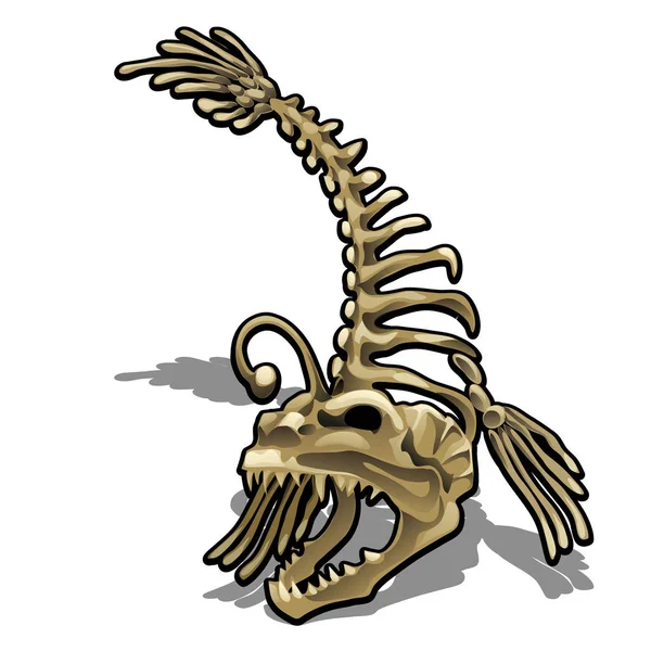 Museu exibe o esqueleto de um peixe anglerfish isolado no fundo branco. Ilustração vetorial . — Vetor de Stock