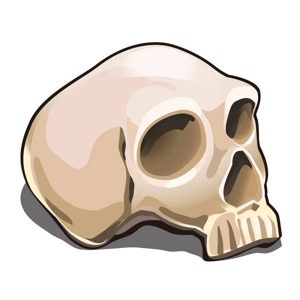 The human skull isolated on white background. Sample of the poster, invitation to the Halloween holiday and other cards. Vector illustration. — Stock Vector