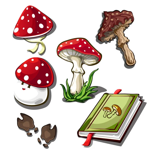 The set of objects on the subject of picking mushrooms isolated on a white background. Amanita poisonous mushroom. Vector illustration. — Stock Vector