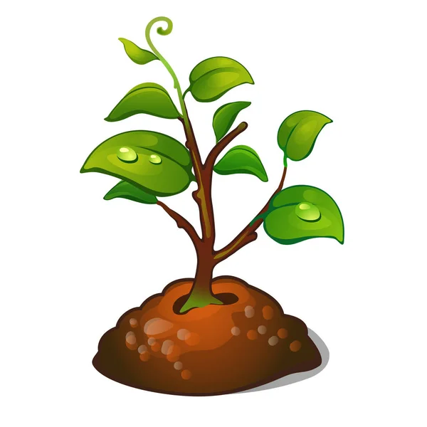 Η ανάπτυξη του δέντρου από σπόρους. Φύτευση στον κήπο ή στο πάρκο. Εικονογράφηση διάνυσμα. — Διανυσματικό Αρχείο