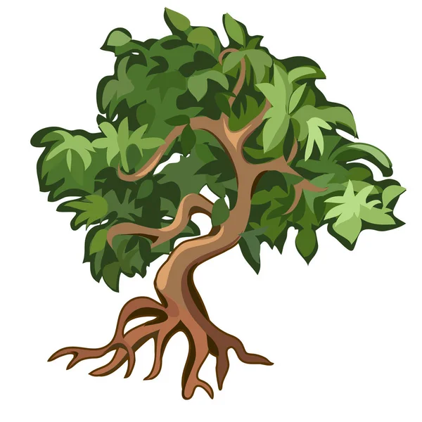 Arbre à feuilles caduques avec racines exposées isolées sur fond blanc. Illustration vectorielle . — Image vectorielle