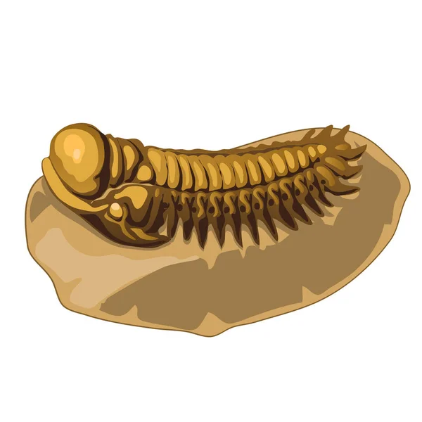 Trilobite fosilizado prehistórico sobre fondo blanco aislado. Ilustración vectorial . — Archivo Imágenes Vectoriales