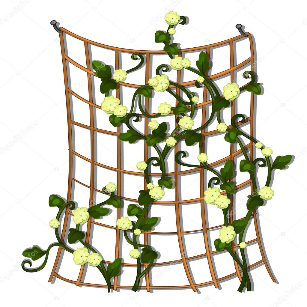 Decorative hedge made of grid tied brown rope with climbing flowering plants isolated on white background. Vector cartoon close-up illustration.