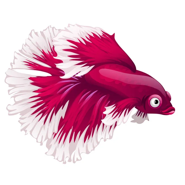 Cartoon rosa betta fisk, Siamesisk kampfisk, betta splendens eller Halfmoon betta isolerad på vit bakgrund. Vektorillustration. — Stock vektor