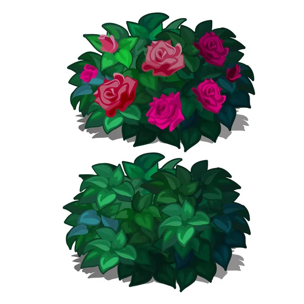 Set de arbustos redondeados compactos con flores rosas aisladas sobre fondo blanco. Plantas con flores para amueblar el diseño del paisaje. Ilustración vectorial . — Vector de stock