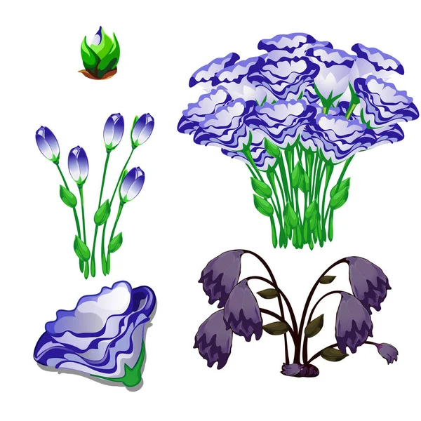 Os estágios de vida das flores eustoma roxo isolado no fundo branco. Desenhos animados vetoriais ilustração close-up . — Vetor de Stock