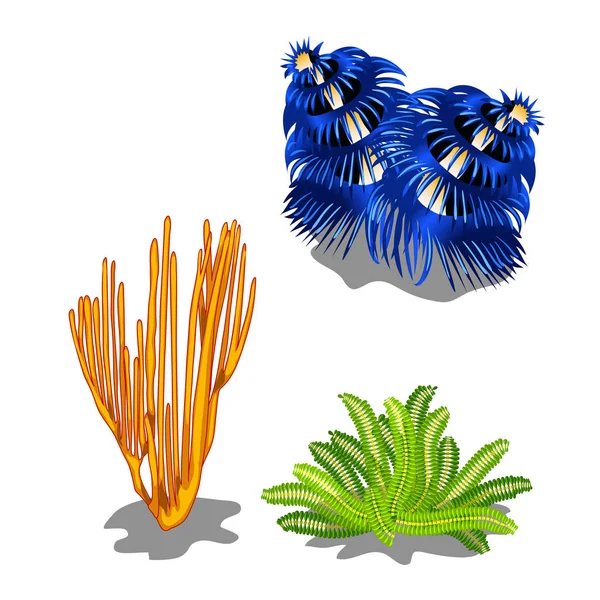 Conjunto de coloridas algas marinas aisladas sobre fondo blanco. ilustración de primer plano de dibujos animados vectoriales . — Vector de stock