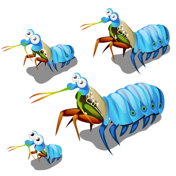 O estágio de crescimento da Lagosta Mantis ou oratoria Oratosquilla isolado em fundo branco. Animais marinhos. Ilustração vetorial . — Vetor de Stock